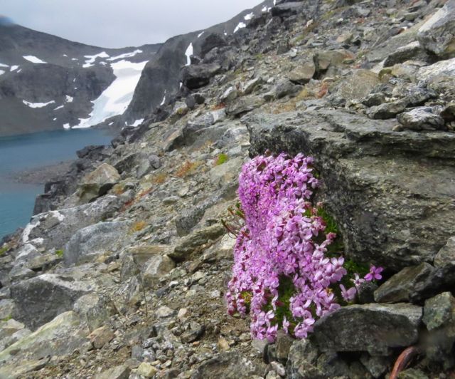 8 moss campion