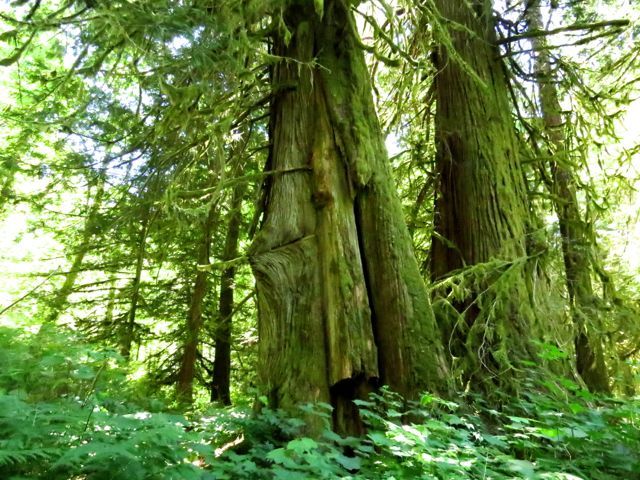 Walker Island cedars