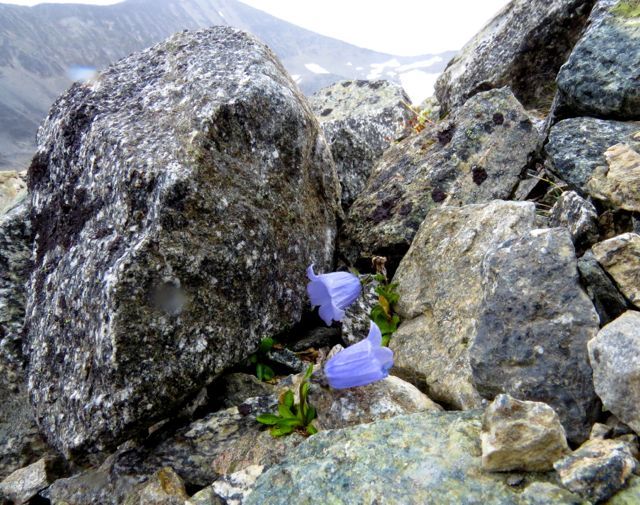 alpine harebell