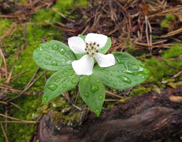 creeping dogwood