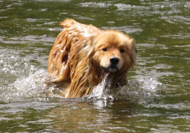 harry in the McCinchy river