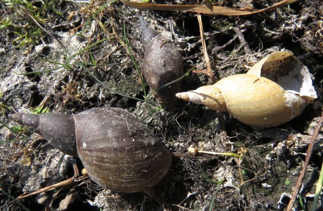 10a snail shells