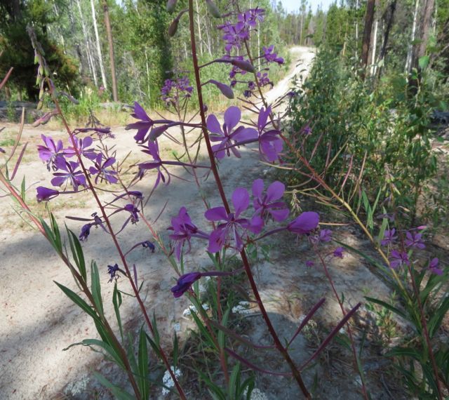 3a fireweed