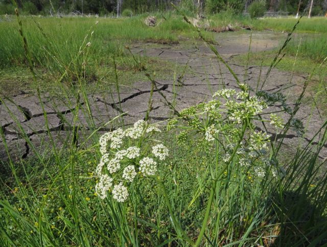 8 water hemlock