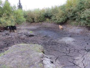 2 pond dried up