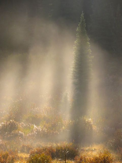 spruce in mist
