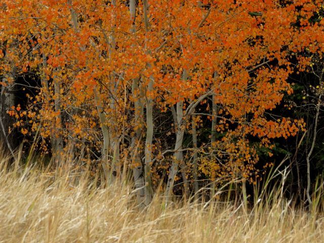 aspens in fall