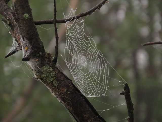 orb spider's web