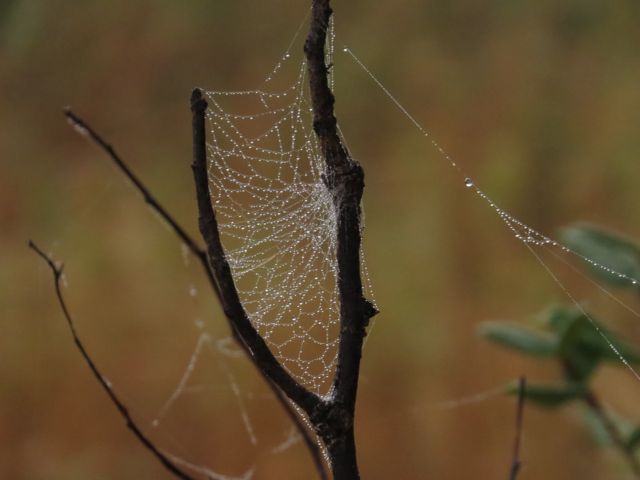 7 other web