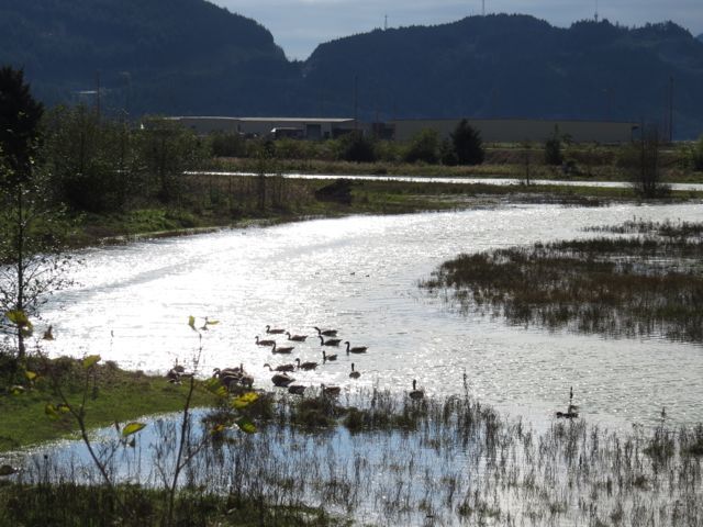 10 Squamish estuary