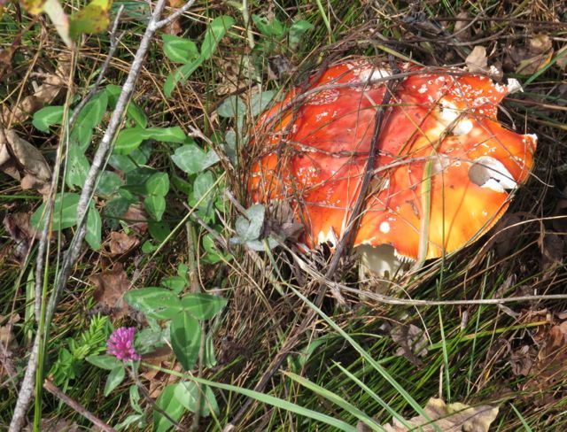 fly agaric mushroom