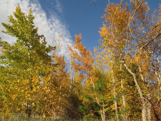 12 trees and cloud