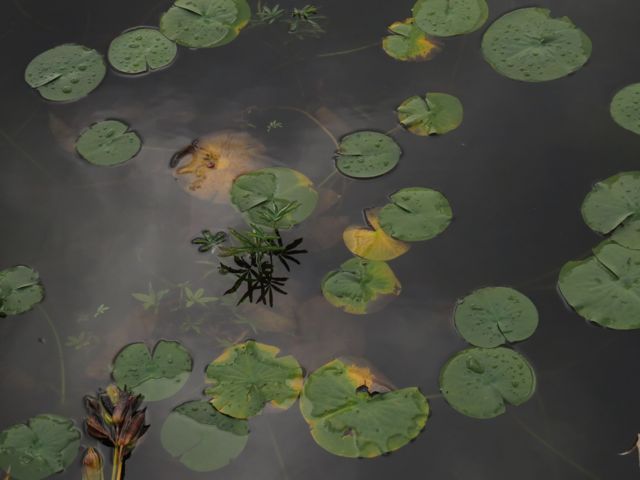 16 pond lilies