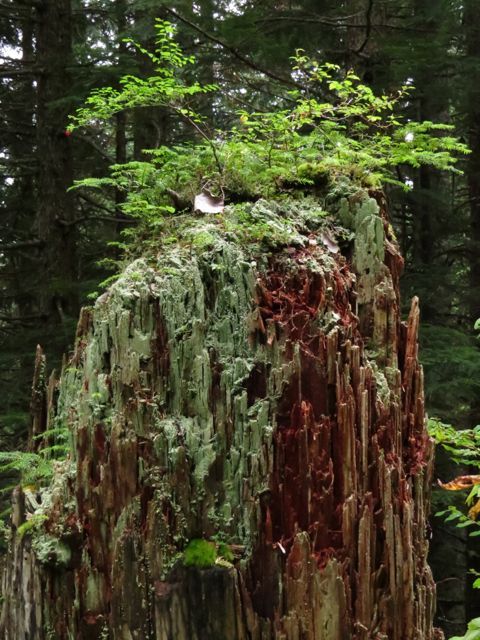 17 stump garden