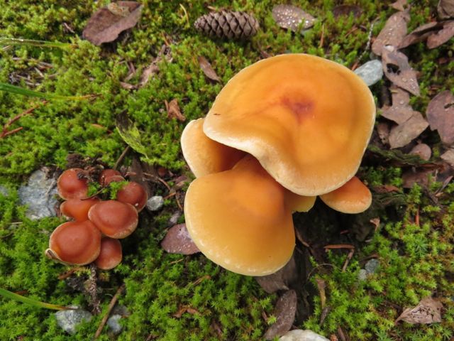 19 2 mushrooms