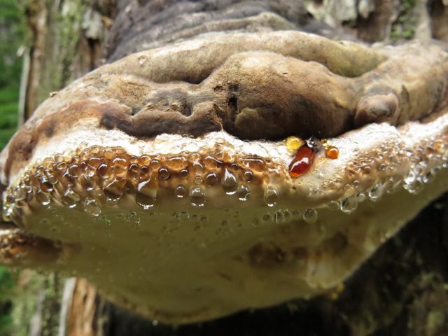 21 fungus with christmas lights