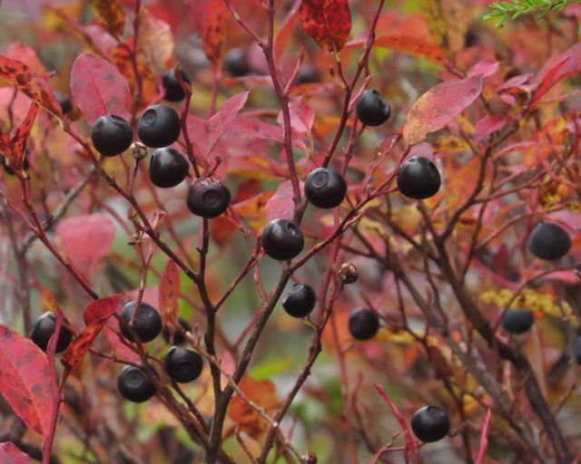 black huckleberries