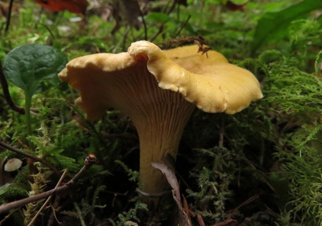 37  chantrelles