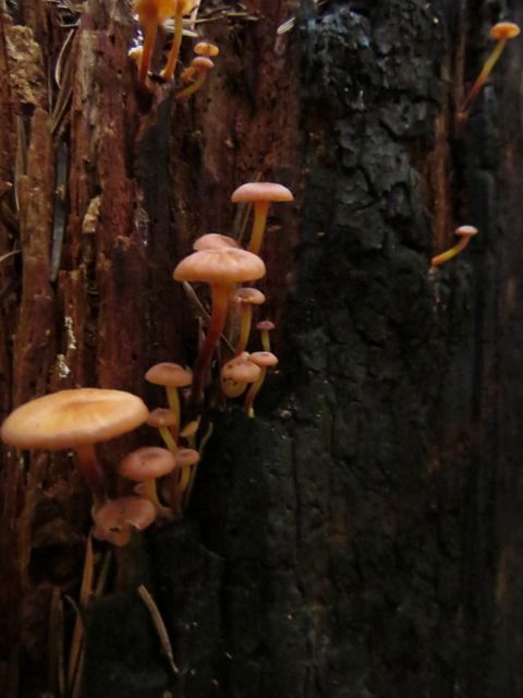 38 stump mushrooms