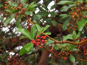 5 arbutus berries