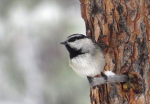 11 chickadee