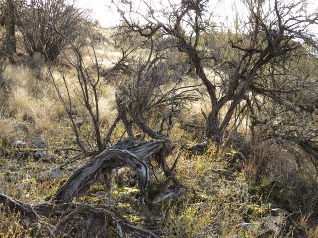 3 antelope bush