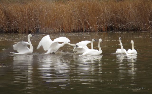 33 trumpeter swans