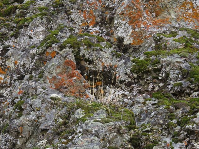 4 lichen rocks