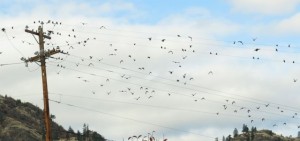 6 wire birds