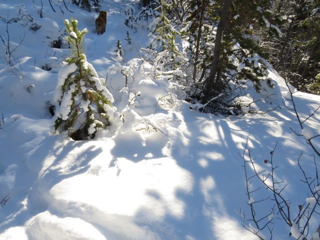 12 shadows on snow