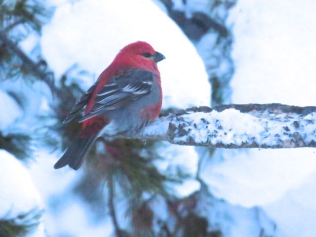 17 pine grosbeak