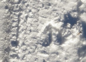 20 moose track