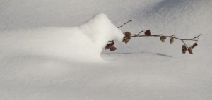 2a snow mouse