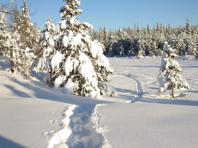 3a snowshoe track