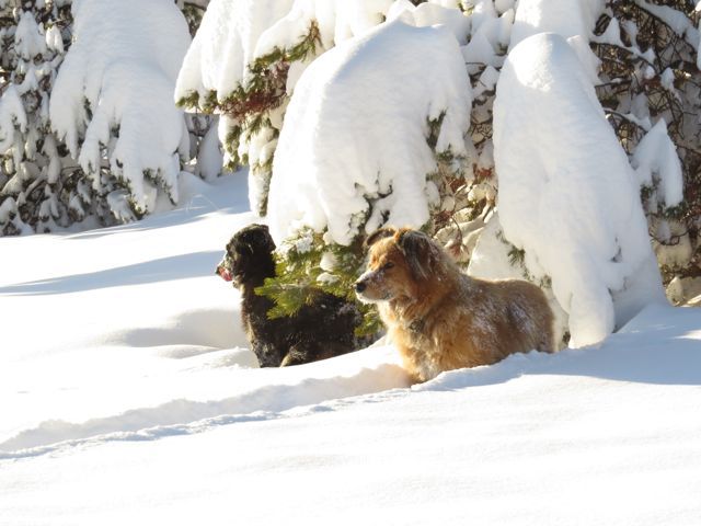 4 dogs and snow