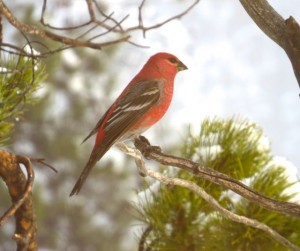 4 grosbeak