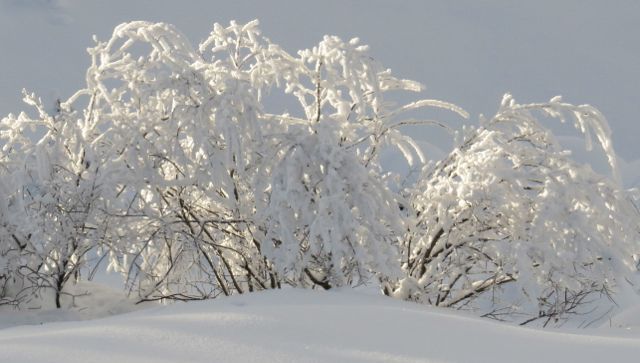 7. frost bushes