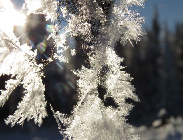 crystals on twig