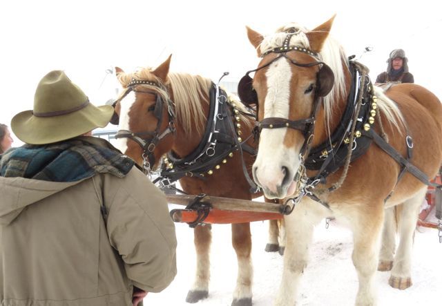 horse closeup