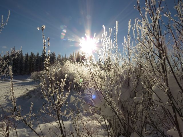 sun on willows