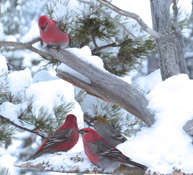 12a pine grosbeaks