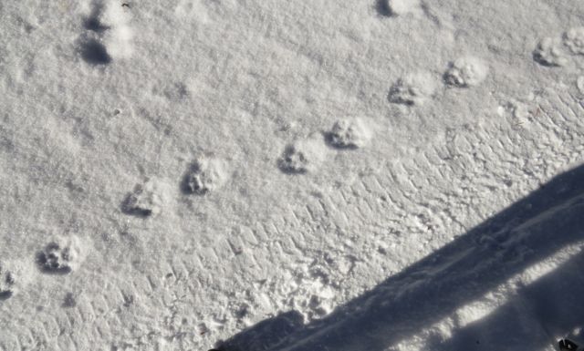 19 wolf tracks