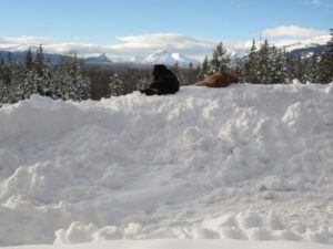 2 dogs on snowbank 1