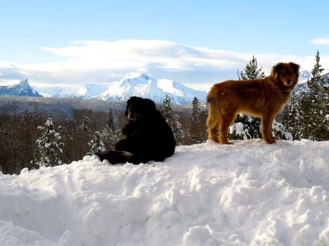 3 dogs on snowbank 2
