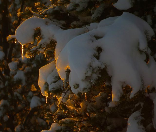 backlit icicles