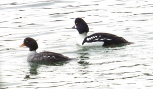 15 barrows goldeneyes IMG_2224