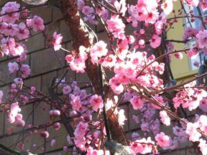 17 flowering almond