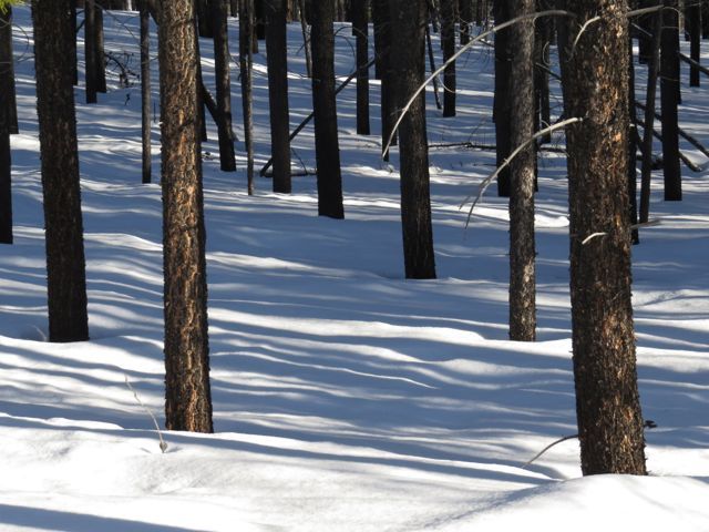 3 snow shadows in trees