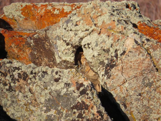 5 lichens IMG_2169