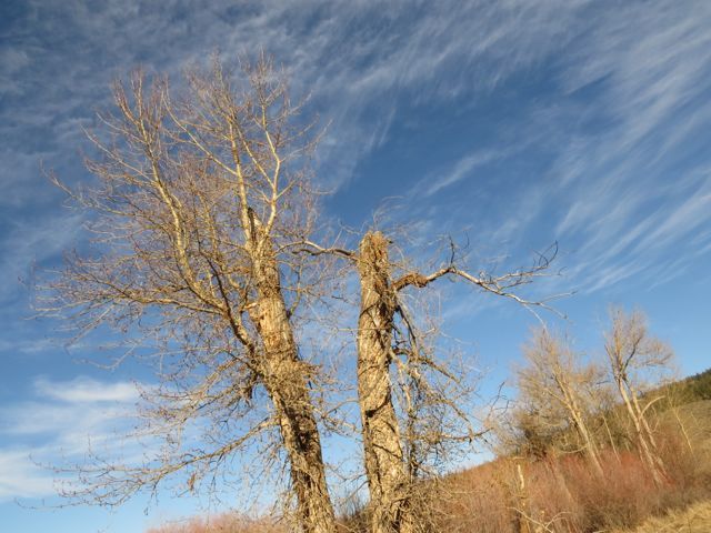 6 cottonwoods IMG_2174